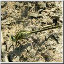 Gomphus pulchellus - Westliche Keiljungfer 04.jpg